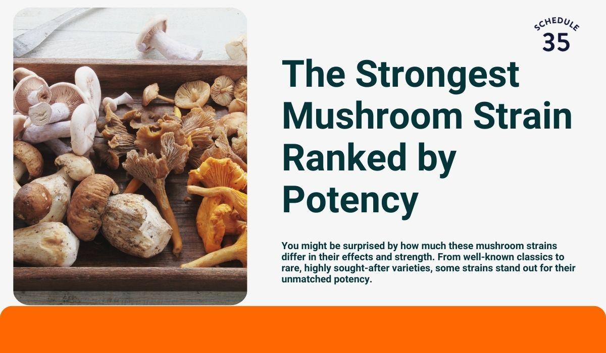 The Strongest Mushroom Strain Ranked by Potency Breaking AC